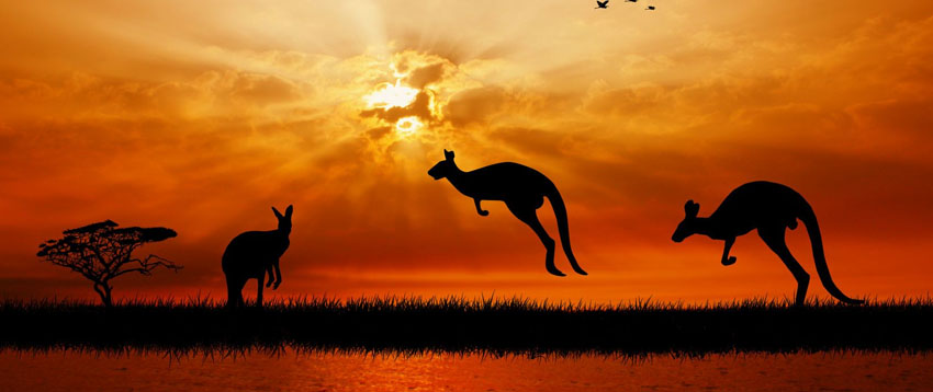 kangaroos-at-sunset