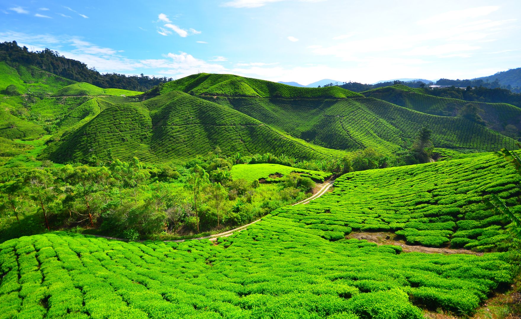 tea-plantation-fields-on-the-hills